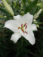 [5280 Santander EVR No02.JPG]